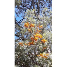 Grevillea robusta